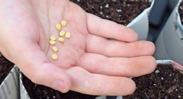 Kdy a jak zasít pepř pro sazenice?